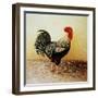Speckled Rooster-Dory Coffee-Framed Giclee Print