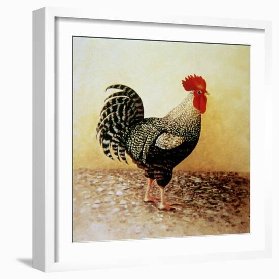 Speckled Rooster-Dory Coffee-Framed Giclee Print