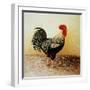 Speckled Rooster-Dory Coffee-Framed Giclee Print