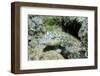 Speckled Sandperch-Hal Beral-Framed Photographic Print