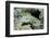 Speckled Sandperch-Hal Beral-Framed Photographic Print