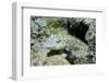 Speckled Sandperch-Hal Beral-Framed Photographic Print