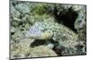 Speckled Sandperch-Hal Beral-Mounted Photographic Print