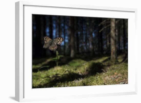 Speckled Wood (Pararge Aegeria) Male Flying In Habitat, Finland, April-Jussi Murtosaari-Framed Photographic Print