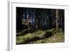 Speckled Wood (Pararge Aegeria) Male Flying In Habitat, Finland, April-Jussi Murtosaari-Framed Photographic Print