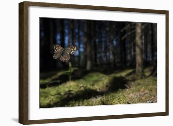 Speckled Wood (Pararge Aegeria) Male Flying In Habitat, Finland, April-Jussi Murtosaari-Framed Photographic Print
