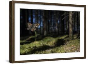 Speckled Wood (Pararge Aegeria) Male Flying In Habitat, Finland, April-Jussi Murtosaari-Framed Photographic Print