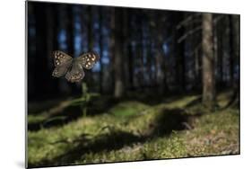 Speckled Wood (Pararge Aegeria) Male Flying In Habitat, Finland, April-Jussi Murtosaari-Mounted Photographic Print