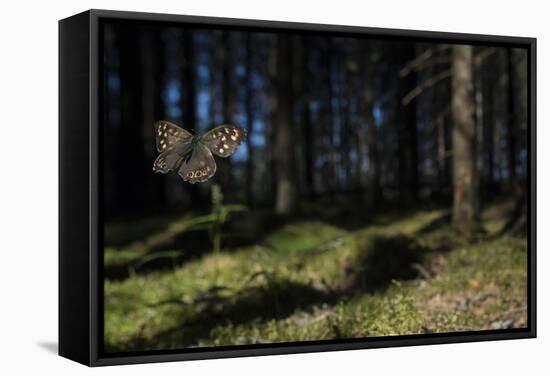 Speckled Wood (Pararge Aegeria) Male Flying In Habitat, Finland, April-Jussi Murtosaari-Framed Stretched Canvas