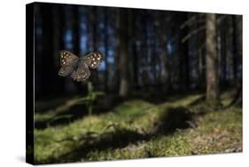 Speckled Wood (Pararge Aegeria) Male Flying In Habitat, Finland, April-Jussi Murtosaari-Stretched Canvas