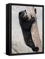 Spectacled Bear Climbing in Tree, Chaparri Ecological Reserve, Peru, South America-Eric Baccega-Framed Stretched Canvas
