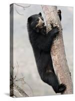 Spectacled Bear Climbing in Tree, Chaparri Ecological Reserve, Peru, South America-Eric Baccega-Stretched Canvas