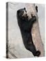 Spectacled Bear Climbing in Tree, Chaparri Ecological Reserve, Peru, South America-Eric Baccega-Stretched Canvas