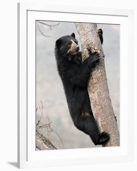 Spectacled Bear Climbing in Tree, Chaparri Ecological Reserve, Peru, South America-Eric Baccega-Framed Photographic Print