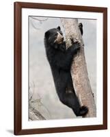 Spectacled Bear Climbing in Tree, Chaparri Ecological Reserve, Peru, South America-Eric Baccega-Framed Photographic Print