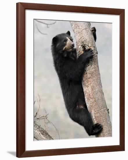 Spectacled Bear Climbing in Tree, Chaparri Ecological Reserve, Peru, South America-Eric Baccega-Framed Photographic Print