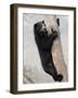 Spectacled Bear Climbing in Tree, Chaparri Ecological Reserve, Peru, South America-Eric Baccega-Framed Photographic Print