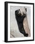 Spectacled Bear Climbing in Tree, Chaparri Ecological Reserve, Peru, South America-Eric Baccega-Framed Photographic Print