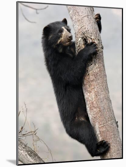 Spectacled Bear Climbing in Tree, Chaparri Ecological Reserve, Peru, South America-Eric Baccega-Mounted Photographic Print