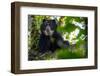 Spectacled bear resting in tree in cloud forest, Ecuador-Lucas Bustamante-Framed Photographic Print