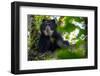 Spectacled bear resting in tree in cloud forest, Ecuador-Lucas Bustamante-Framed Photographic Print