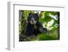 Spectacled bear resting in tree in cloud forest, Ecuador-Lucas Bustamante-Framed Photographic Print