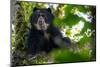 Spectacled bear resting in tree in cloud forest, Ecuador-Lucas Bustamante-Mounted Photographic Print