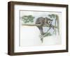 Spectacled Bear Tremarctos Ornatus Climbing Tree-null-Framed Giclee Print