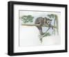 Spectacled Bear Tremarctos Ornatus Climbing Tree-null-Framed Giclee Print