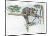 Spectacled Bear Tremarctos Ornatus Climbing Tree-null-Mounted Giclee Print