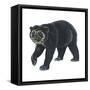 Spectacled Bear (Tremarctos Ornatus), Mammals-Encyclopaedia Britannica-Framed Stretched Canvas