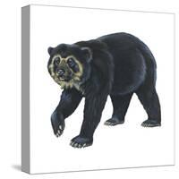 Spectacled Bear (Tremarctos Ornatus), Mammals-Encyclopaedia Britannica-Stretched Canvas