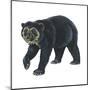 Spectacled Bear (Tremarctos Ornatus), Mammals-Encyclopaedia Britannica-Mounted Poster