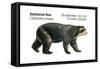 Spectacled Bear (Tremarctos Ornatus), Mammals-Encyclopaedia Britannica-Framed Stretched Canvas