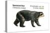 Spectacled Bear (Tremarctos Ornatus), Mammals-Encyclopaedia Britannica-Stretched Canvas