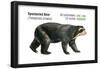 Spectacled Bear (Tremarctos Ornatus), Mammals-Encyclopaedia Britannica-Framed Poster