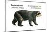 Spectacled Bear (Tremarctos Ornatus), Mammals-Encyclopaedia Britannica-Mounted Poster