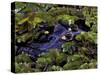 Spectacled Caiman, Amazon Rainforest, Pantanal, Brazil-Gavriel Jecan-Stretched Canvas