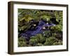 Spectacled Caiman, Amazon Rainforest, Pantanal, Brazil-Gavriel Jecan-Framed Photographic Print