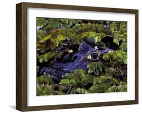 Spectacled Caiman, Amazon Rainforest, Pantanal, Brazil-Gavriel Jecan-Framed Photographic Print