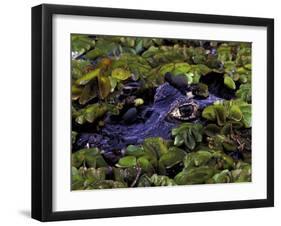 Spectacled Caiman, Amazon Rainforest, Pantanal, Brazil-Gavriel Jecan-Framed Photographic Print