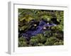 Spectacled Caiman, Amazon Rainforest, Pantanal, Brazil-Gavriel Jecan-Framed Photographic Print