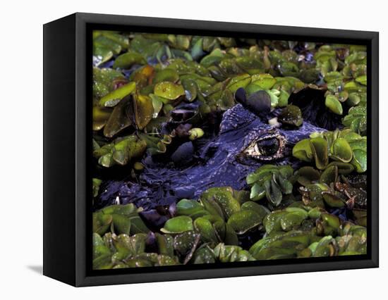 Spectacled Caiman, Amazon Rainforest, Pantanal, Brazil-Gavriel Jecan-Framed Stretched Canvas