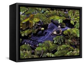 Spectacled Caiman, Amazon Rainforest, Pantanal, Brazil-Gavriel Jecan-Framed Stretched Canvas