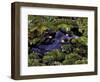 Spectacled Caiman, Amazon Rainforest, Pantanal, Brazil-Gavriel Jecan-Framed Photographic Print