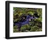 Spectacled Caiman, Amazon Rainforest, Pantanal, Brazil-Gavriel Jecan-Framed Photographic Print