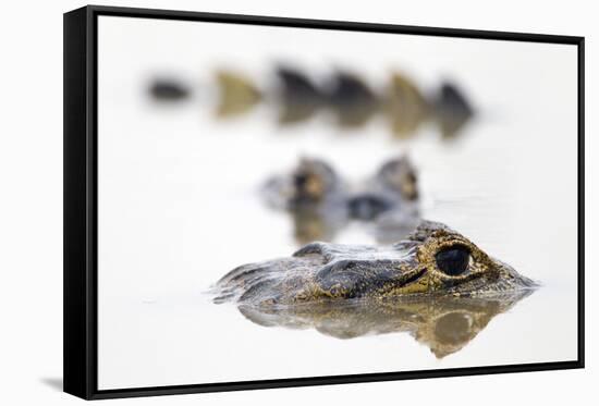 Spectacled Caiman (Caiman Crocodilus) Resting in Shrinking Pool, Pouso Alegre Lodge-David Pattyn-Framed Stretched Canvas