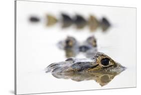 Spectacled Caiman (Caiman Crocodilus) Resting in Shrinking Pool, Pouso Alegre Lodge-David Pattyn-Stretched Canvas