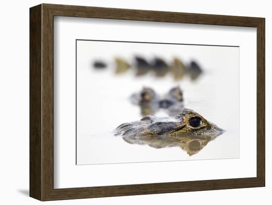 Spectacled Caiman (Caiman Crocodilus) Resting in Shrinking Pool, Pouso Alegre Lodge-David Pattyn-Framed Photographic Print