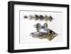 Spectacled Caiman (Caiman Crocodilus) Resting in Shrinking Pool, Pouso Alegre Lodge-David Pattyn-Framed Photographic Print